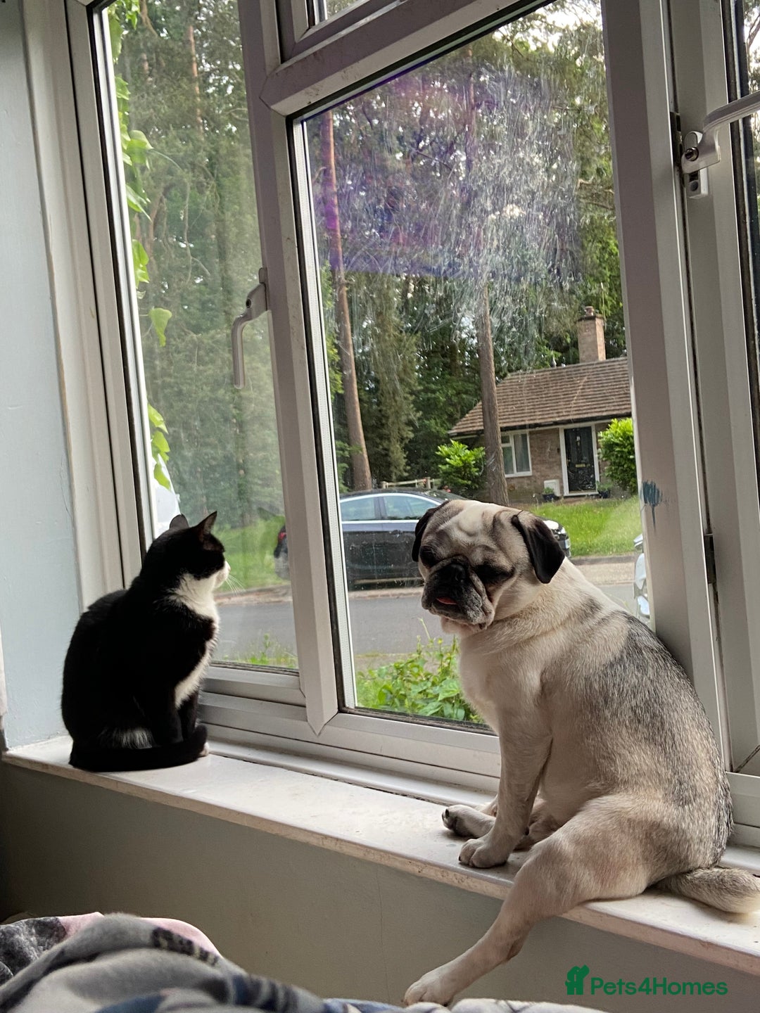 Pug dogs for sale: Beautiful 2year old panda pug - Image 4