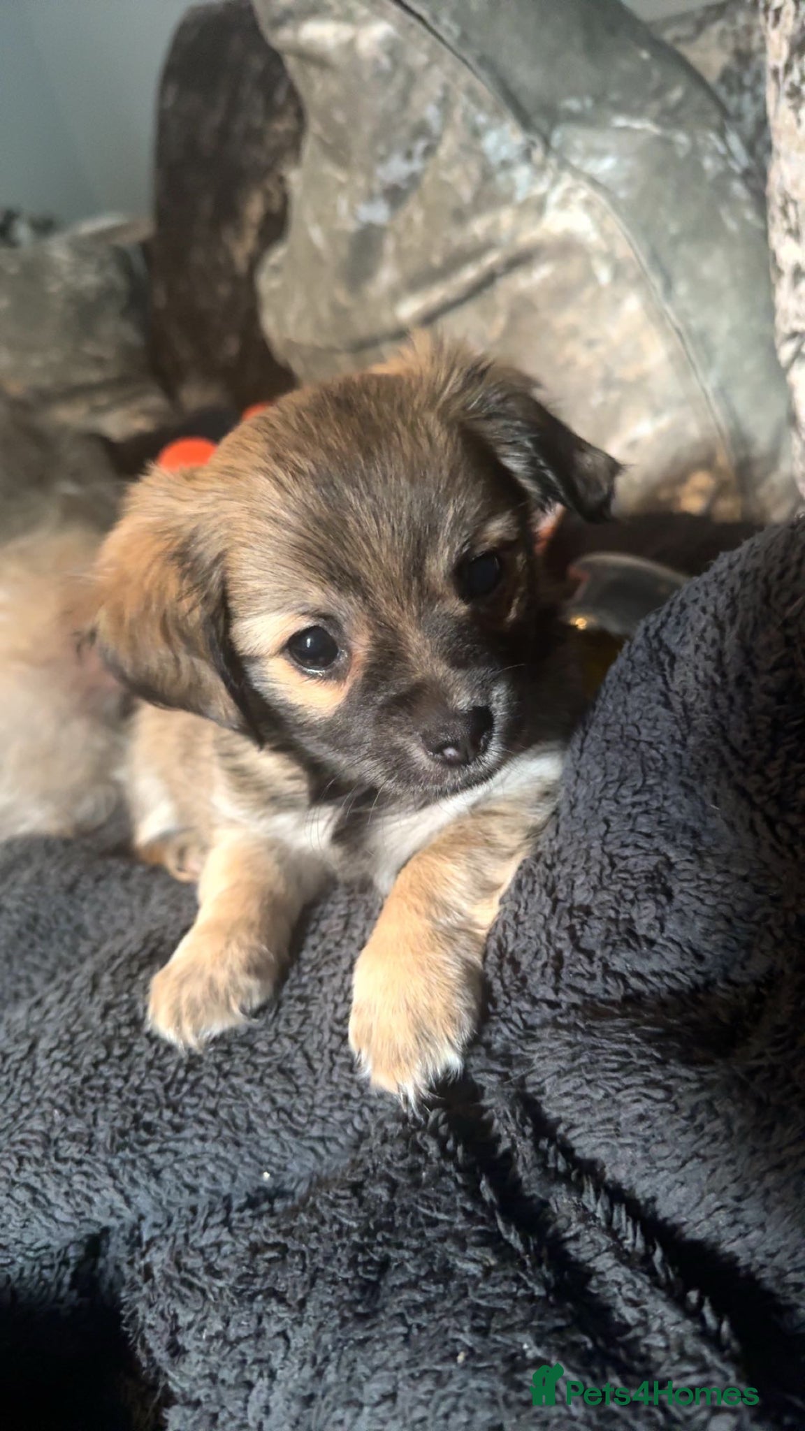 Chorkie dogs BEAUTIFUL last pup 🦁 simba available to leave now - Advert 2