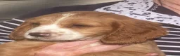 Cocker Spaniel dogs for sale: Exceptional Cocker Spaniel Puppies  - Advert 10