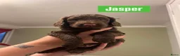 Cockapoo dogs for sale: Last Chocolate F1B Male Cockapoo Available 🧸🤎 - Advert 7