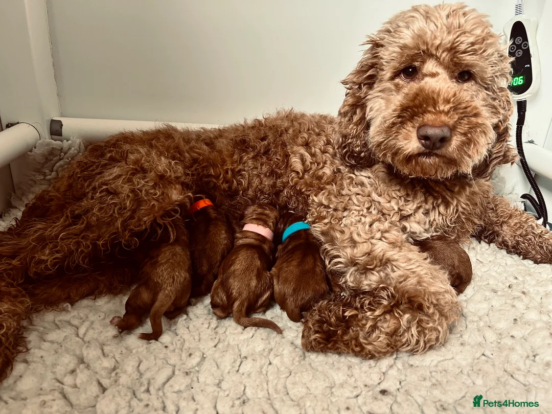 Double Doodle dogs for stud: Australian Double Doodle Stud in Swadlincote - Advert 18