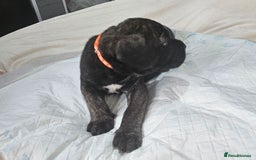 Mixed Breed dogs for sale: Pure Cane corso / pure presa canario puppies. - Image 13