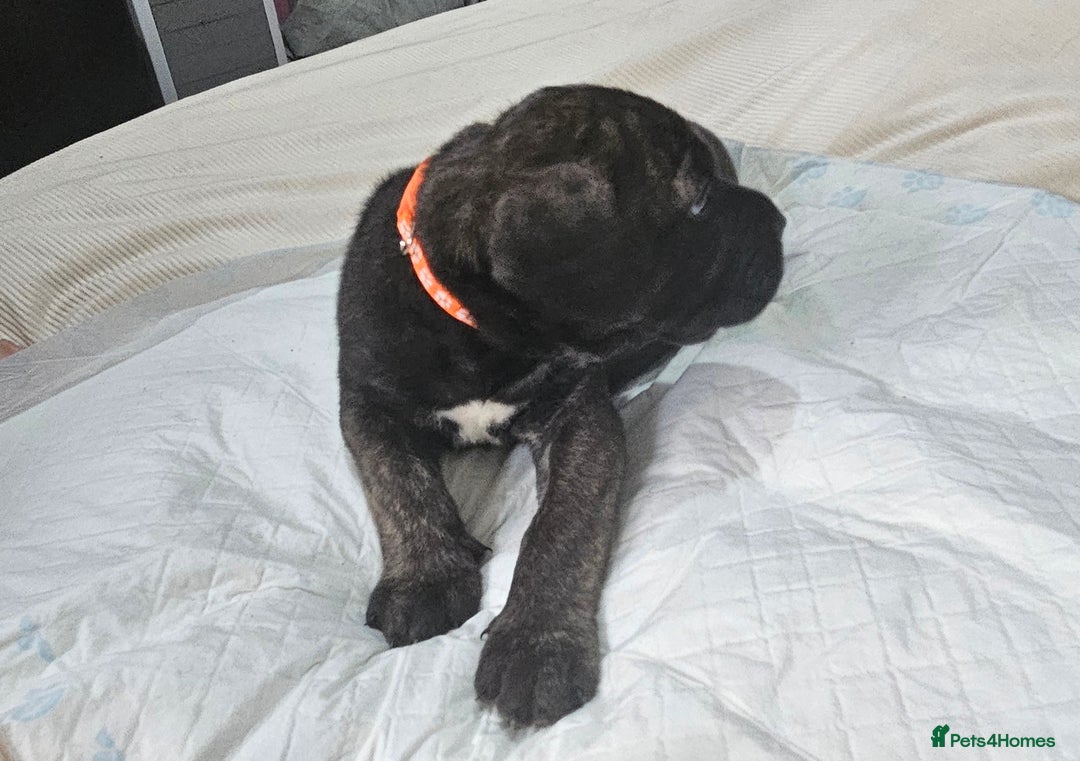 Mixed Breed dogs for sale: Pure Cane corso / pure presa canario puppies. - Image 13
