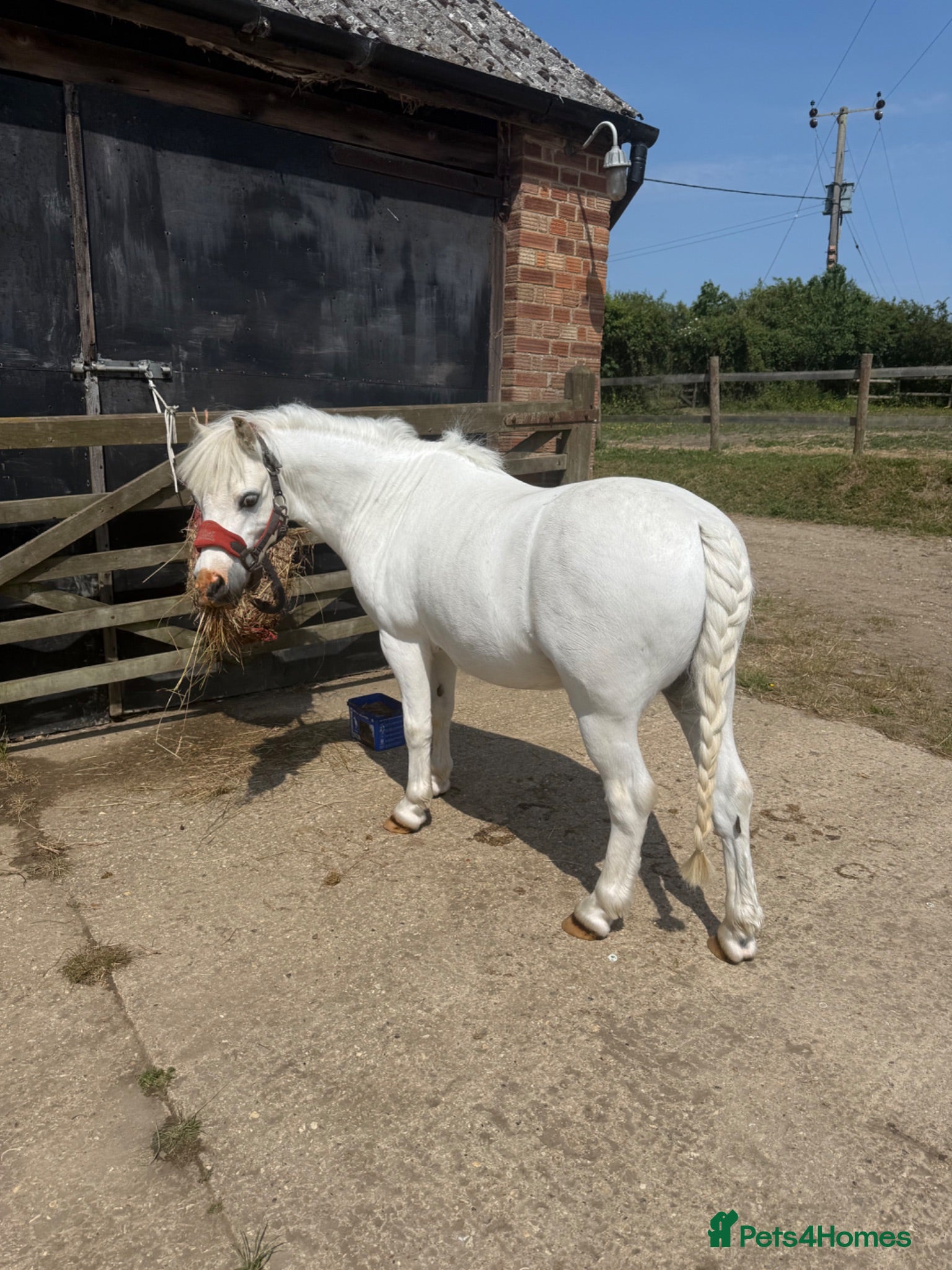 Welsh Section A horses Pony Club Pony - Advert 1