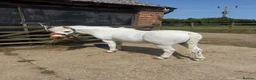 Welsh Section A horses for sale: Pony Club Pony - Advert 1