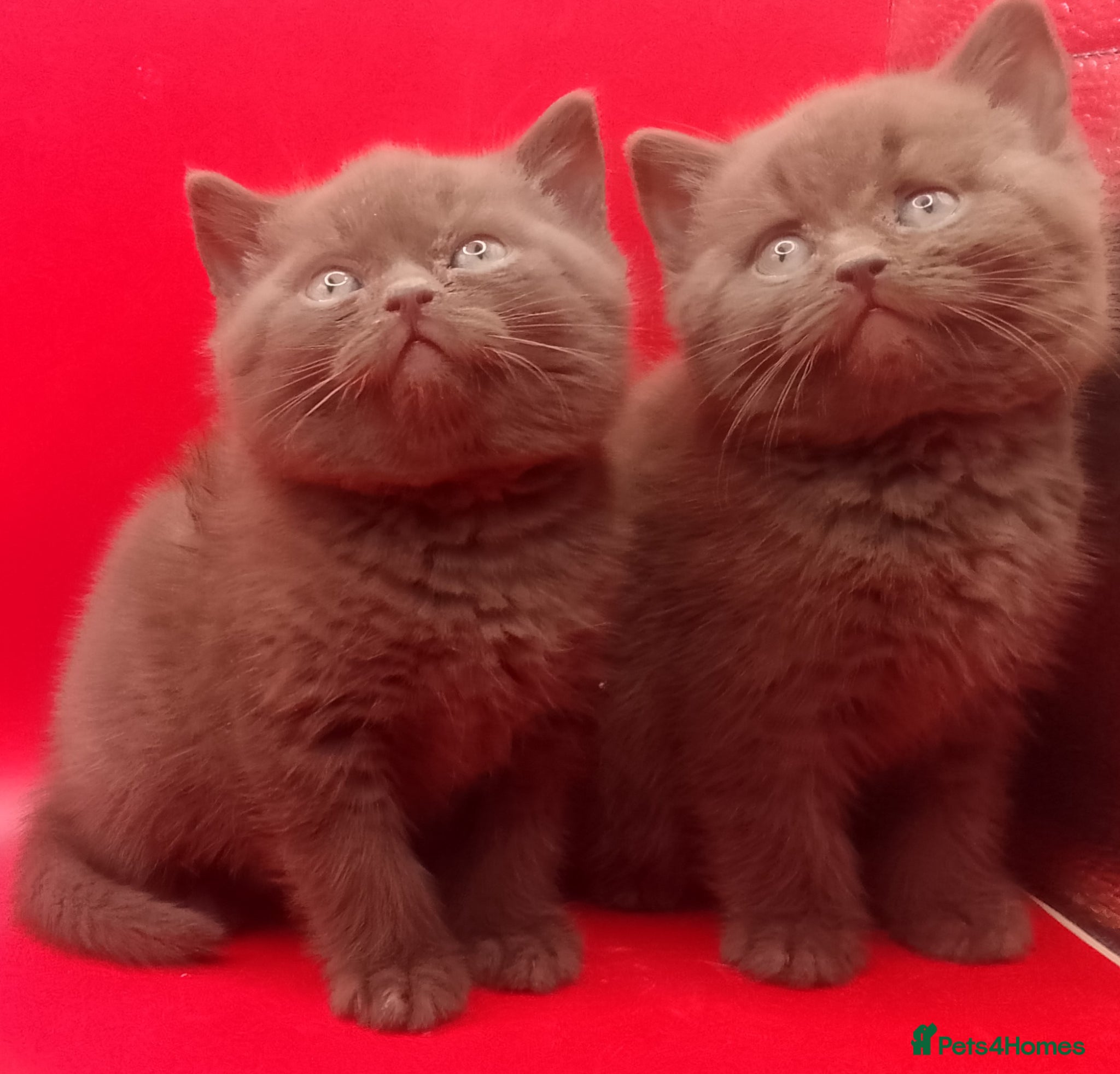 British Shorthair cats Beautiful Cinnamon Chocklate kittens  - Advert 18