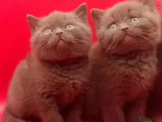 British Shorthair cats Beautiful Cinnamon Chocklate kittens - Advert 18