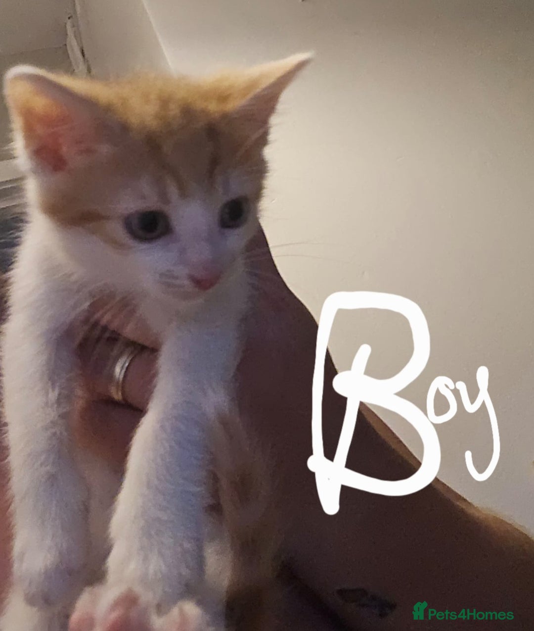 Domestic Shorthair cats for sale: Kittens  - Image 6