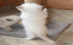 Ragdoll cats for sale: Ragdoll kittens  - Image 7