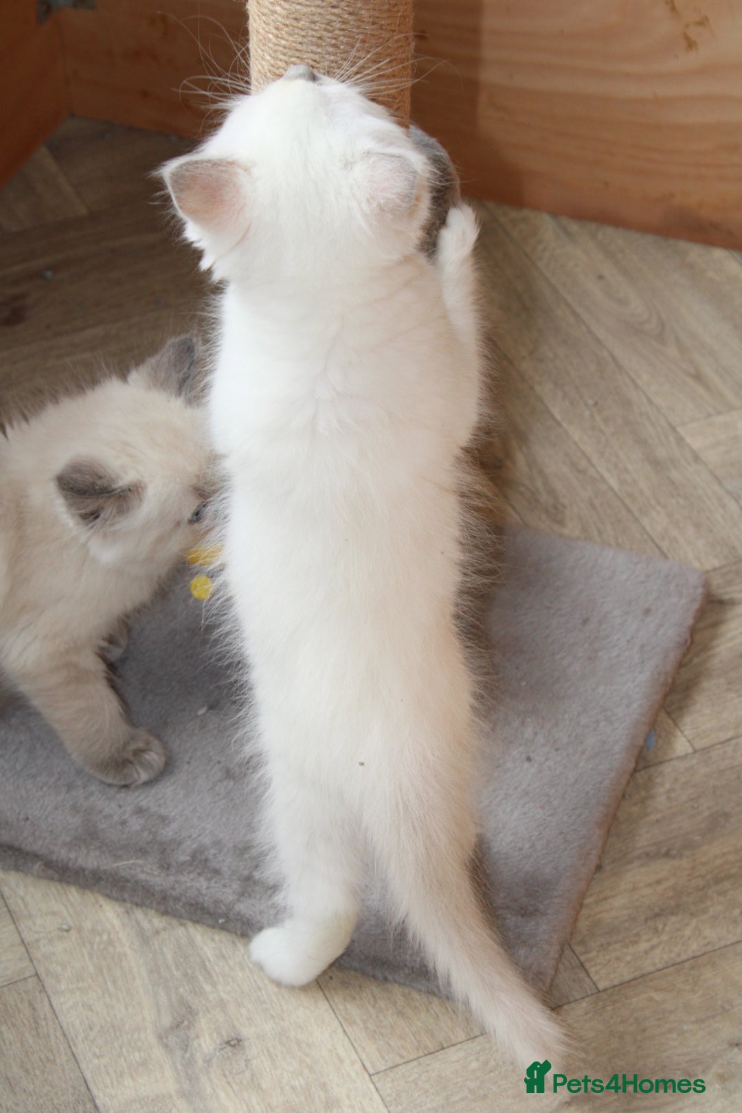 Ragdoll cats for sale: Ragdoll kittens  - Image 7