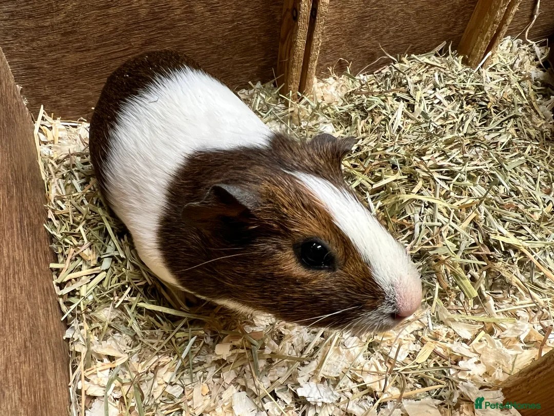 Guinea Pig rodents for sale: Pair of sow/girls - Advert 4