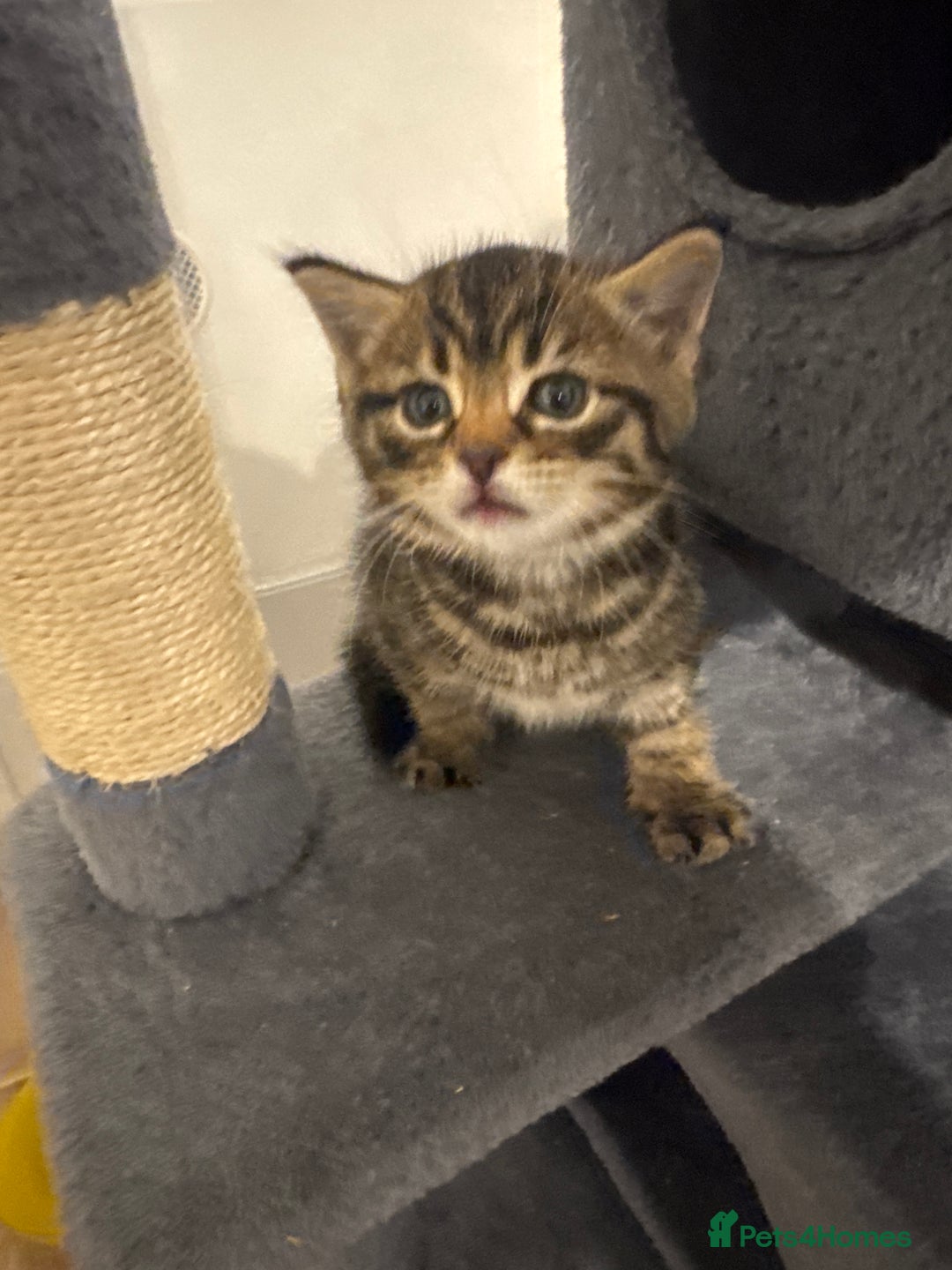 Mixed Breed cats for sale: Kittens for sale  - Advert 6