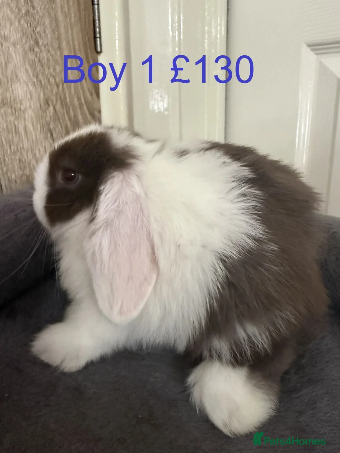 Mini Lop rabbits for sale: Pure Baby Mini Lops For Sale - Advert 2