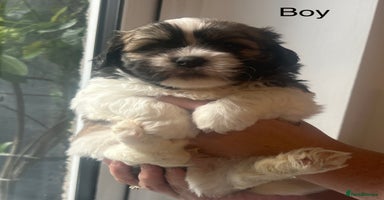 Mixed Breed dogs - Advert 1