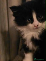 Mixed Breed cats Beautiful kittens for furever homes - Advert 3