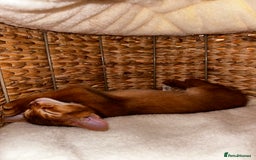Abyssinian cats for sale: Last 3 kittens left ♥️💙 - Image 36