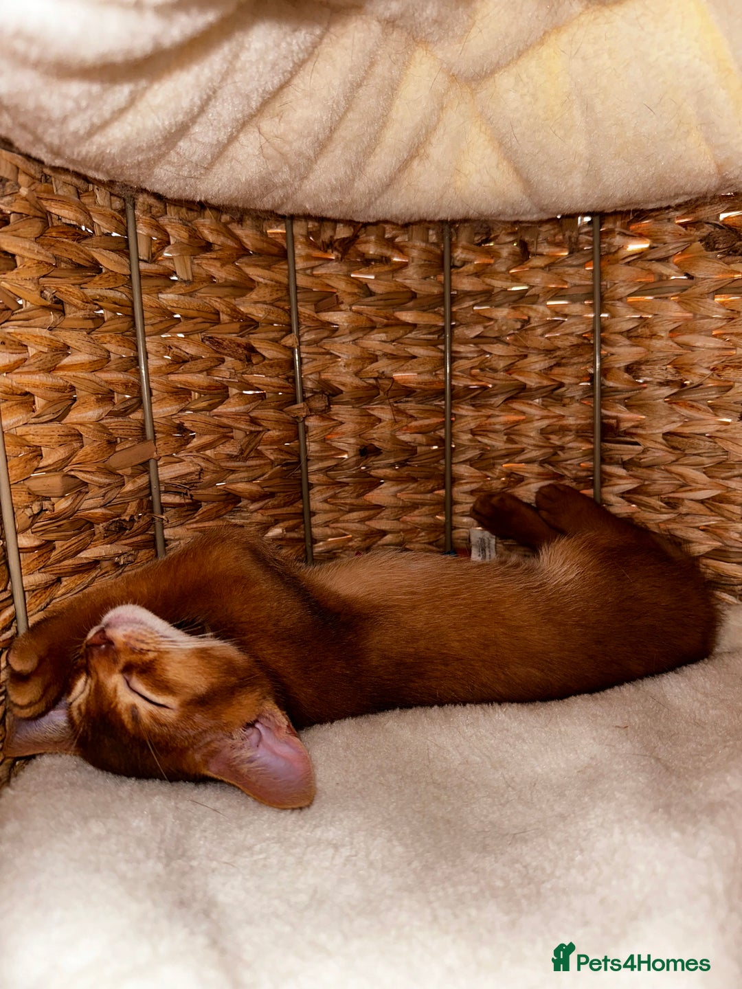 Abyssinian cats for sale: Last 3 kittens left ♥️💙 - Image 36