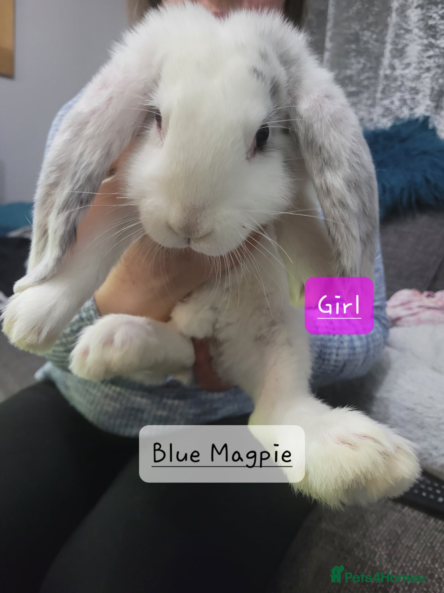French Lop rabbits Pure Bred French Lop babies vaccinated with Yurvac - Advert 1