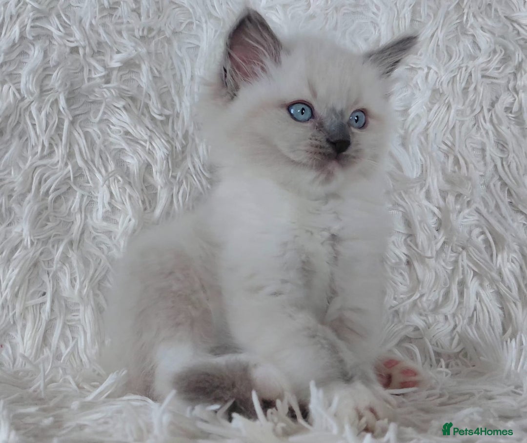 Ragdoll cats for sale: 💕BEAUTIFUL TICA REGISTERED RAGDOLLS KITTENS💕  - Advert 11