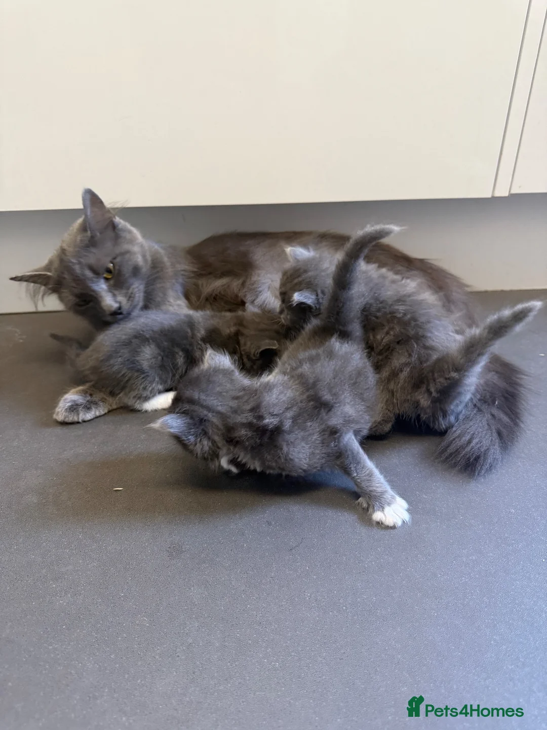 British Shorthair cats for sale: Mixed British blue and Russian blue  - Advert 2
