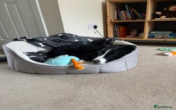 Border Collie dogs for sale: Koby the border collie  - Image 12