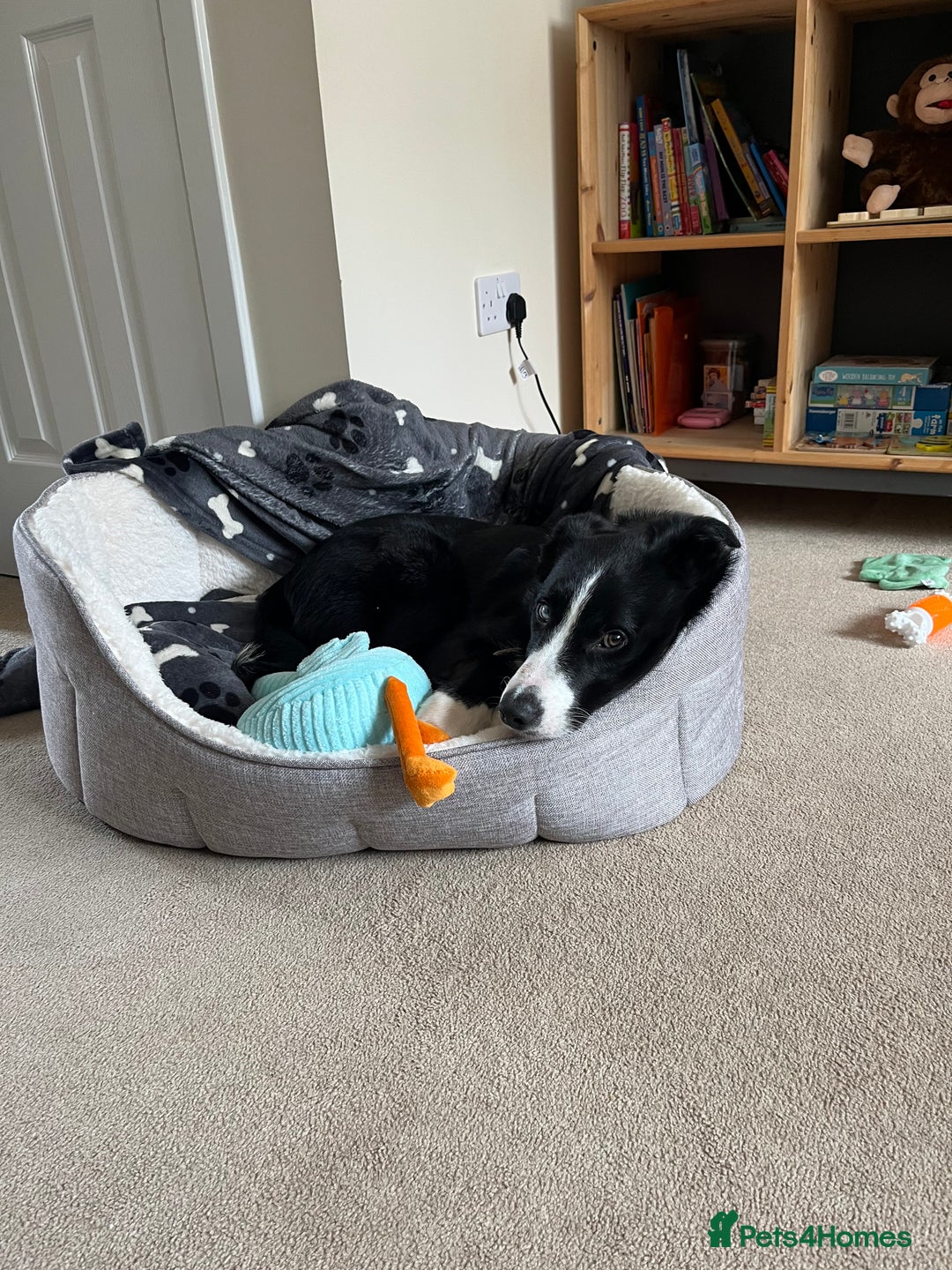 Border Collie dogs for sale: Koby the border collie  - Image 12