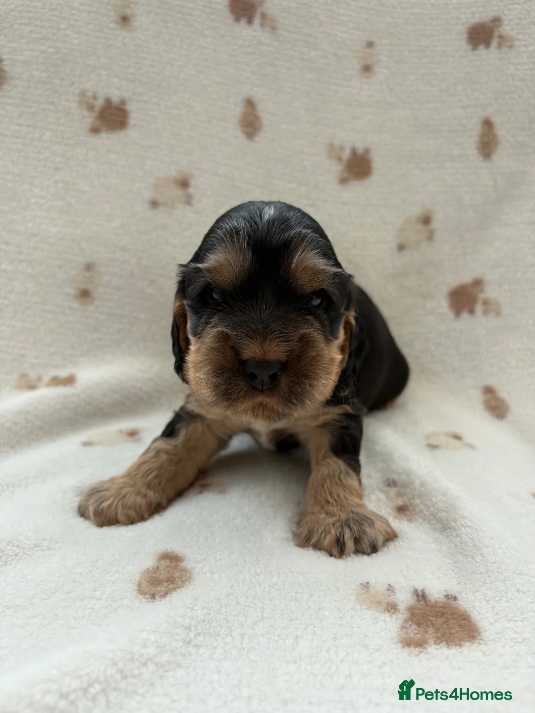 Cocker Spaniel dogs for sale: Beautiful KC Show cockers  - Advert 14