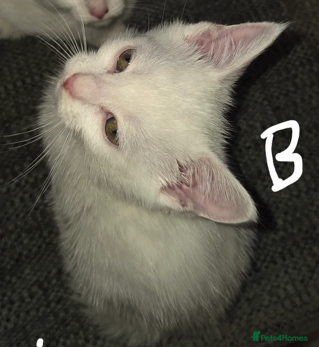 Mixed Breed cats for sale: Kittens  - Advert 7