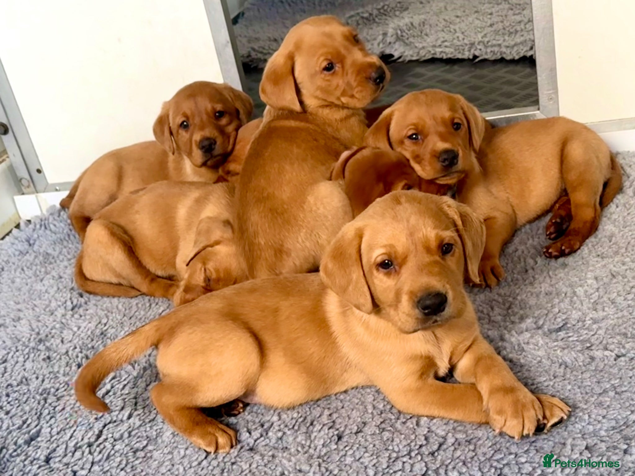 Labrador Retriever dogs KC Registered Fox Red Labrador Puppies - Advert 1