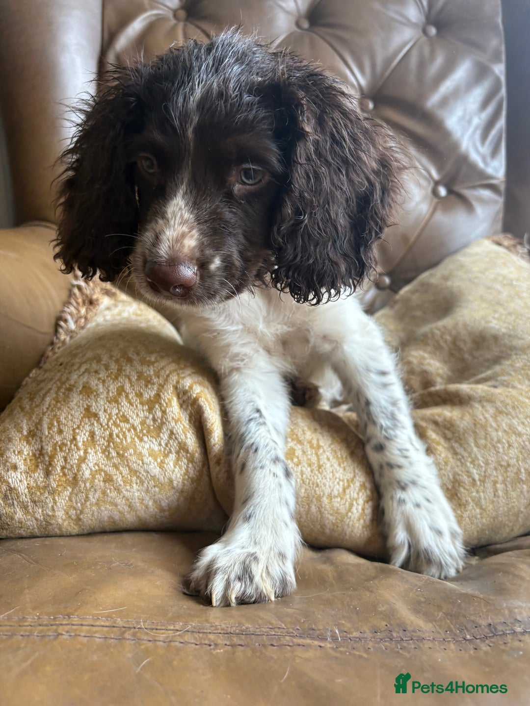 Sprocker dogs for sale: 3 beautiful sprocker pups left - Image 19