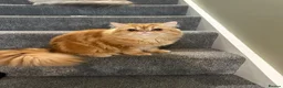 Persian cats for sale: Rehoming Male neutered Persian Boy in March - Advert 6