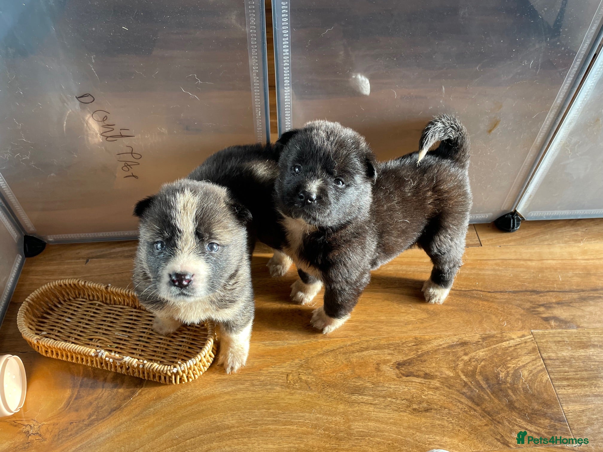 Akita dogs Stunning American Akita puppies - Advert 6