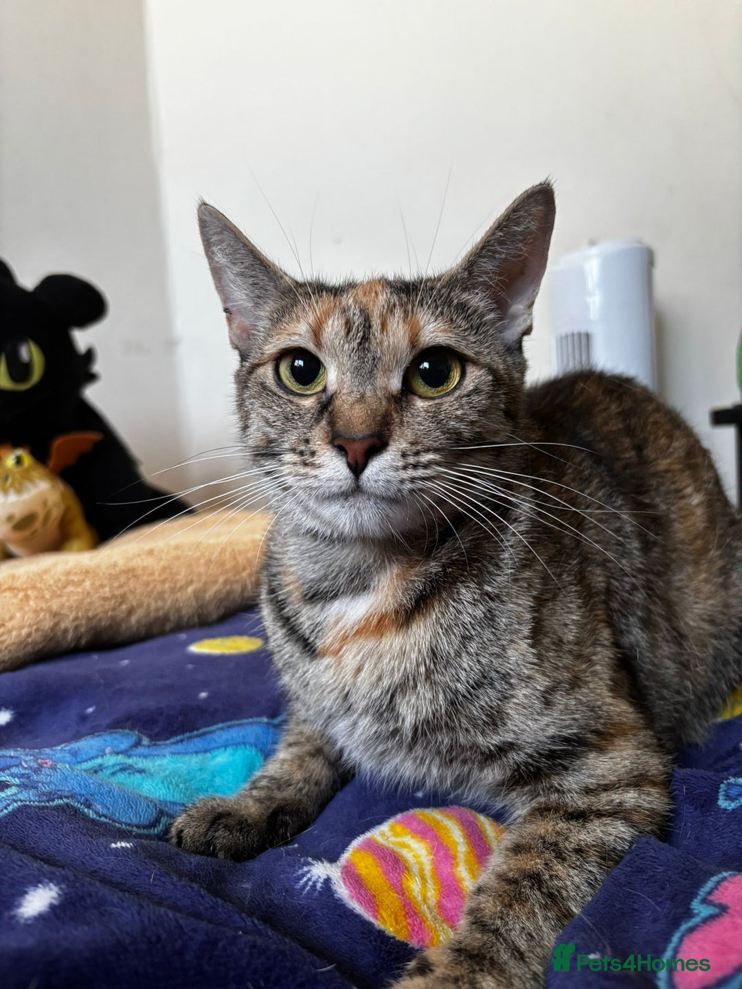 Mixed Breed cats for sale: 4 gorgeous kittens - Advert 1