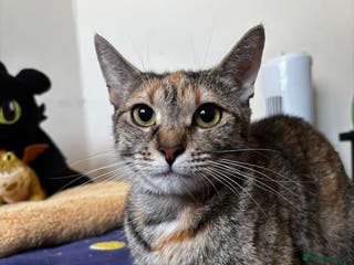 Mixed Breed cats 4 gorgeous kittens - Advert 1