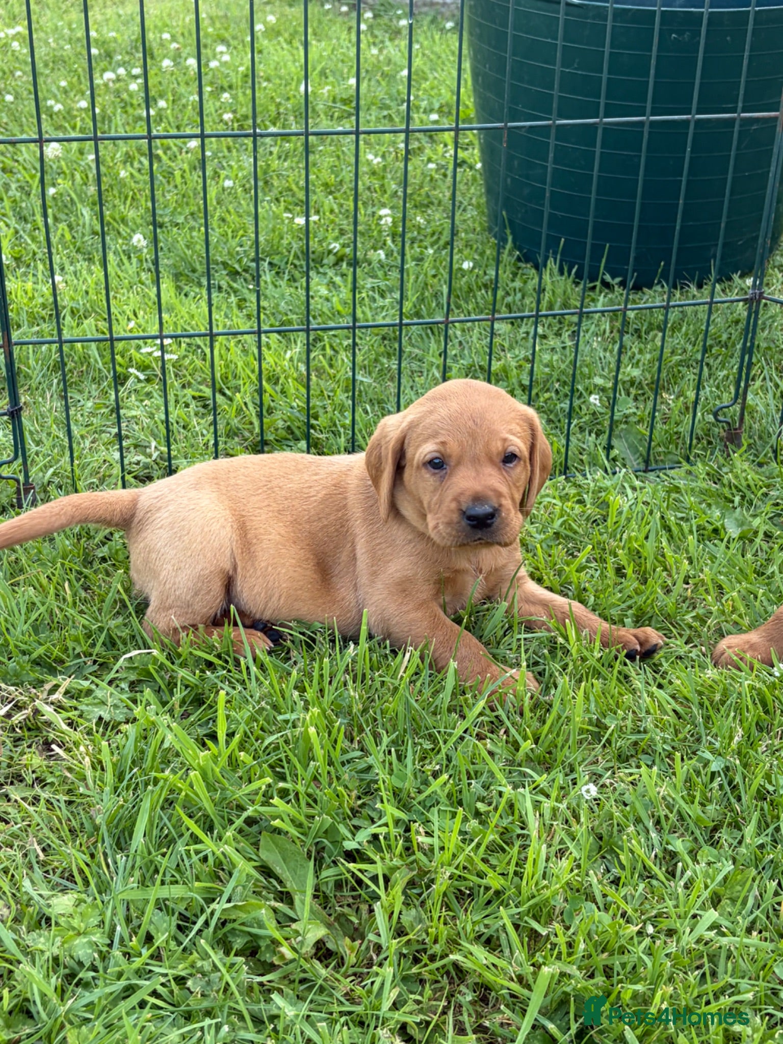 Labrador Retriever dogs Fox red Labrador puppies for sale  - Advert 2