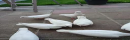 Pigeons birds for sale: White homing  pigeons  - Advert 1
