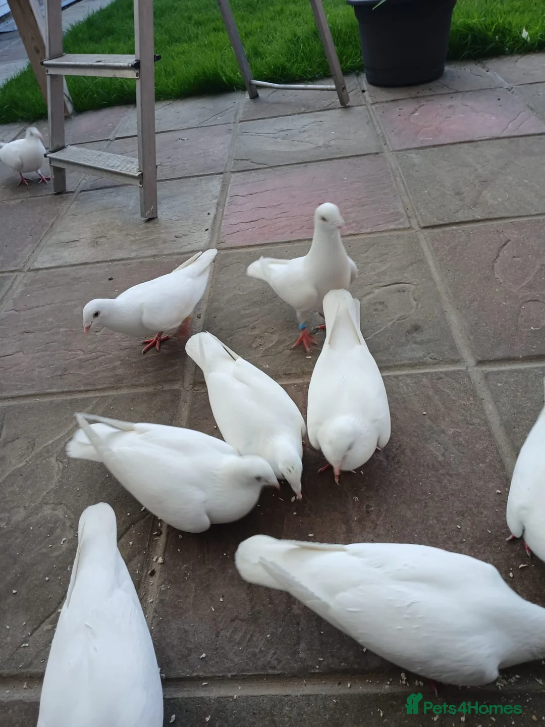 Pigeons birds for sale: White homing  pigeons  - Advert 1