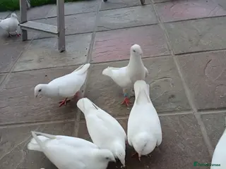 Pigeons birds White homing pigeons - Advert 2