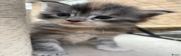Maine Coon cats for sale: Pure Maine coon kittens  - Advert 1
