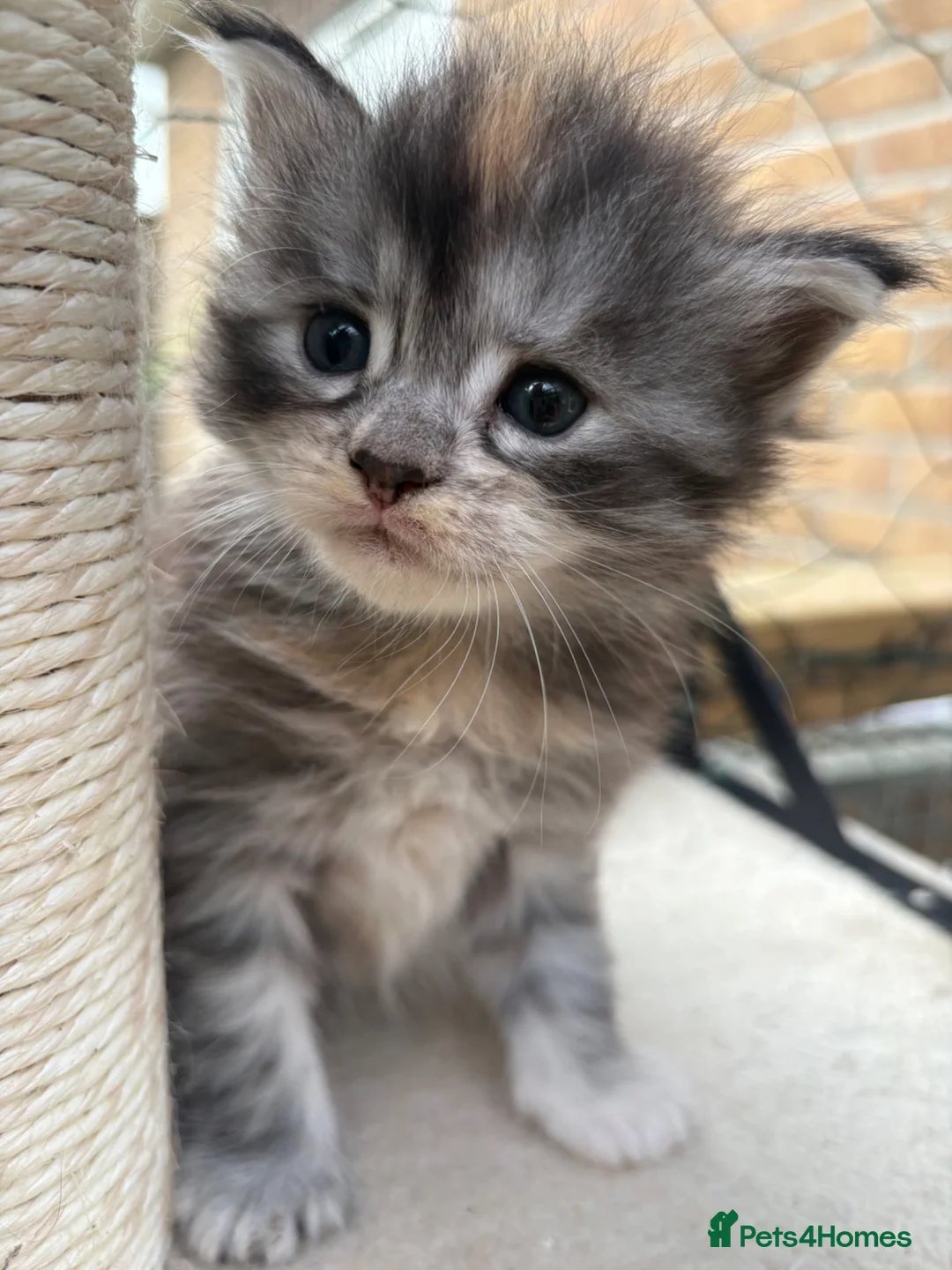 Maine Coon cats for sale: Pure Maine coon kittens  - Advert 1