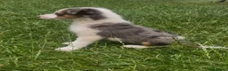 Mixed Breed dogs for sale: 4 beautiful collie pups  - Advert 15