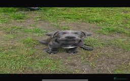 Mixed Breed dogs for sale: Reggie and tux - Image 2