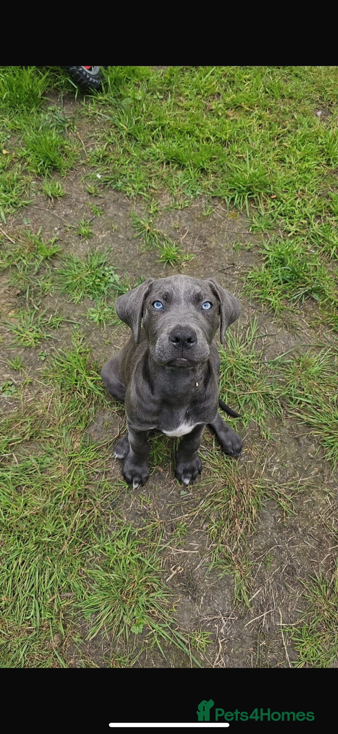 Mixed Breed dogs for sale: Reggie and tux - Image 2