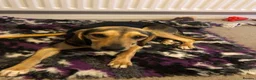 Mixed Breed dogs for adoption: Lottie –  10 months old, Mixed Breed Girl Pup - Advert 4