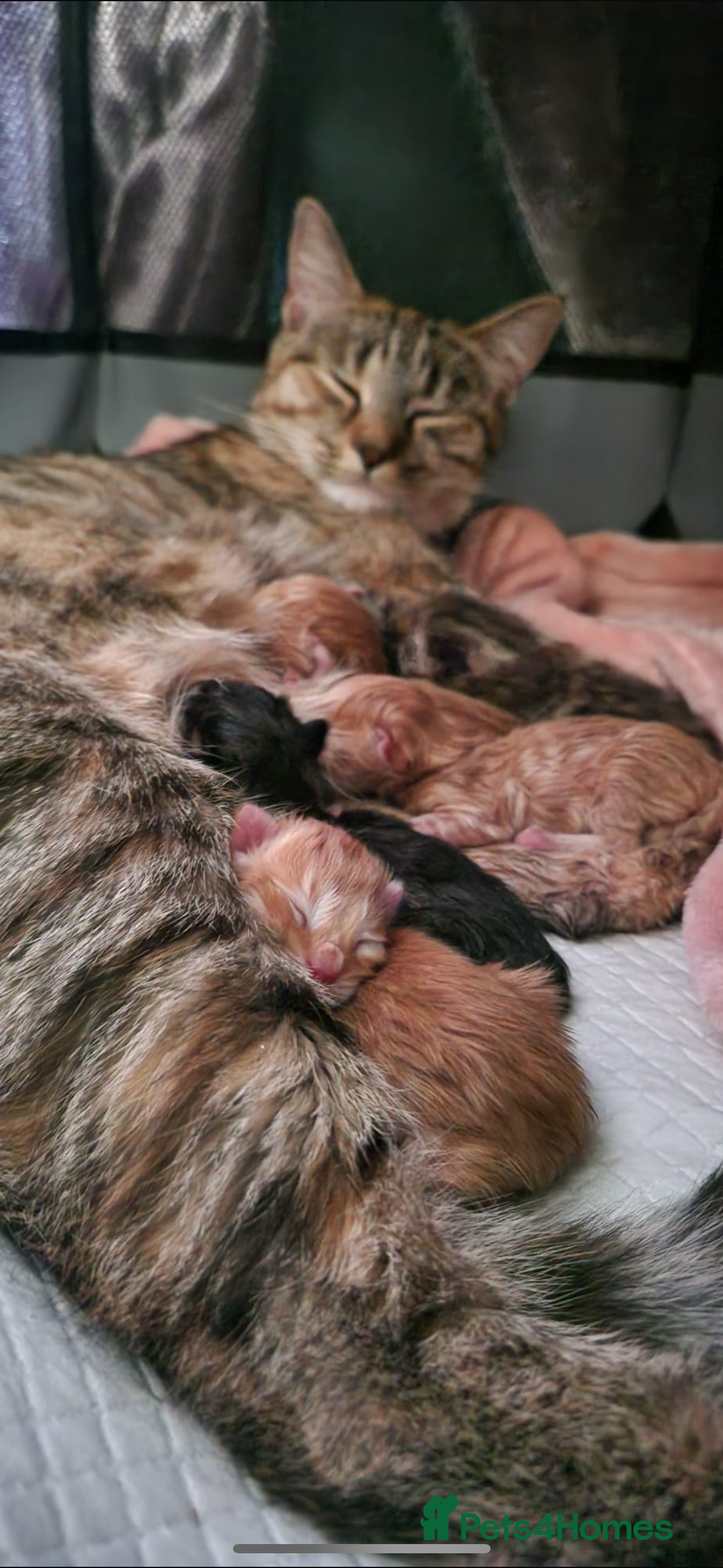 Mixed Breed cats for sale: 🐱 Handsome little boy kittens 💙 - Image 13