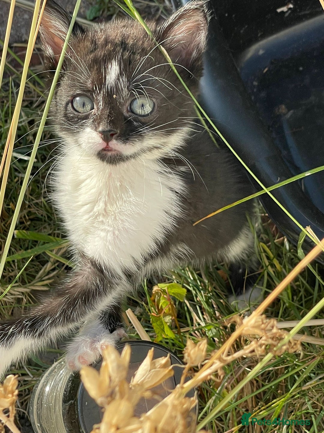 Mixed Breed cats for sale: Four beautiful kittens  - Image 9
