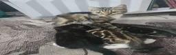 Mixed Breed cats for sale: kittens ready to go - Advert 5