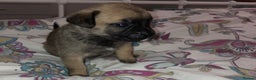 Mixed Breed dogs for sale: Beautiful French Bulldog x Pomchi Pups - Advert 7