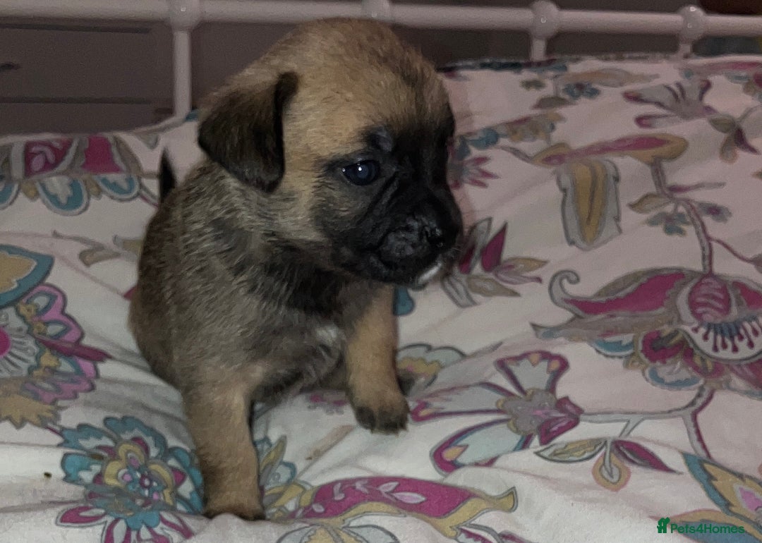 Mixed Breed dogs for sale: Beautiful French Bulldog x Pomchi Pups - Advert 7