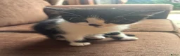 Mixed Breed cats for sale: 🐱💕 Lovely Mixed Kittens Looking for New Homes 💕 in Bradford - Advert 9